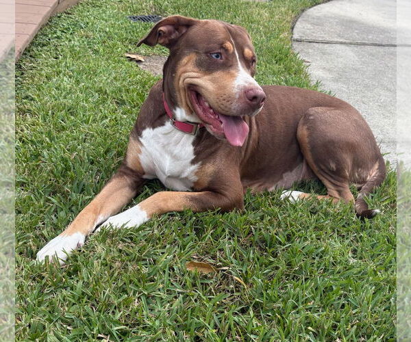 Medium Photo #1 Mutt Puppy For Sale in Kankakee, IL, USA