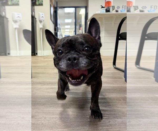 Medium Photo #4 Faux Frenchbo Bulldog Puppy For Sale in Valrico, FL, USA
