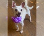 Small Photo #6 Chihuahua-Unknown Mix Puppy For Sale in Phoenix, AZ, USA