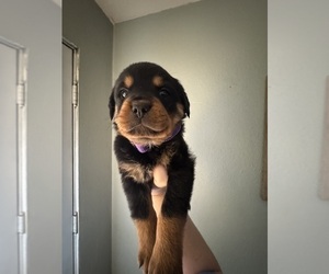Rottweiler Puppy for sale in BELLEVILLE, IL, USA