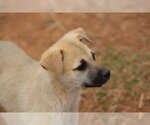 Small Photo #6 Australian Shepherd-Unknown Mix Puppy For Sale in McDonough, GA, USA