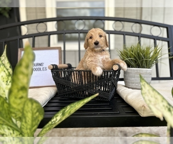 Medium Photo #6 Goldendoodle Puppy For Sale in BRANDON, FL, USA