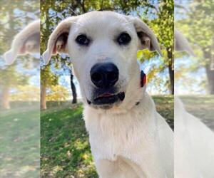 Anatolian Shepherd-Unknown Mix Dogs for adoption in Woodland, CA, USA