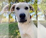 Small Anatolian Shepherd Mix