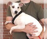 Small #1 Labrador Retriever Mix