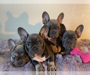 French Bulldog Puppy for sale in MOSES LAKE, WA, USA