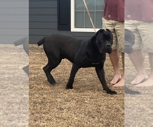 Father of the Cane Corso puppies born on 11/25/2023
