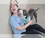 Small #2 American Pit Bull Terrier Mix