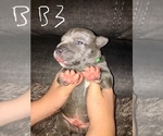 Small Photo #15 American Bully Puppy For Sale in PEWEE VALLEY, KY, USA