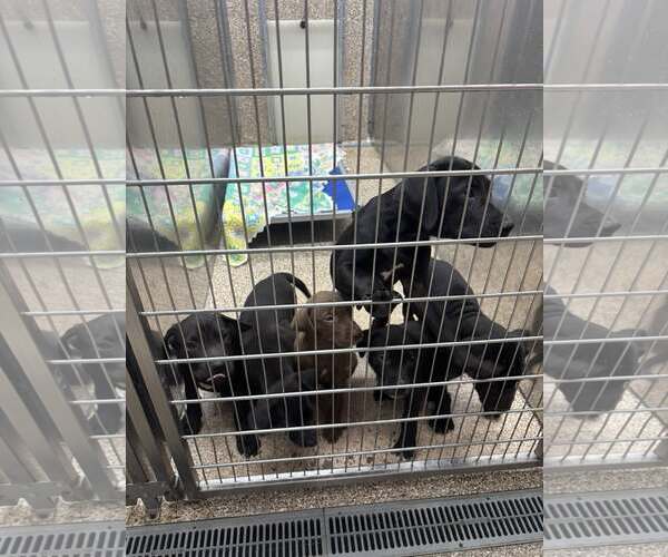 Medium Photo #1 Mutt Puppy For Sale in Martinsburg, WV, USA