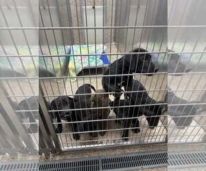 Mutt Dogs for adoption in Martinsburg, WV, USA