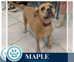 Small #1 Bulldog Mix