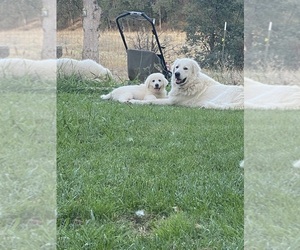 Great Pyrenees Puppy for sale in COTTONWOOD, CA, USA