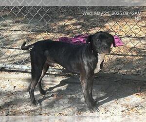 American Pit Bull Terrier-Labrador Retriever Mix Dogs for adoption in Ocala, FL, USA