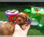 Small Photo #33 Australian Shepherd-Cavalier King Charles Spaniel Mix Puppy For Sale in HOWLAND, OH, USA