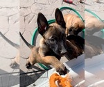 Small Photo #1 Belgian Malinois Puppy For Sale in BLACKFOOT, ID, USA