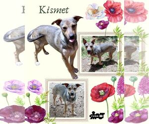 Chiweenie Dogs for adoption in Lindsay, CA, USA
