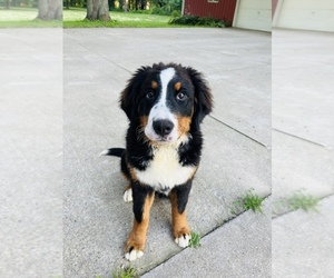 Bernese Mountain Dog Puppy for sale in RIVERDALE, MI, USA
