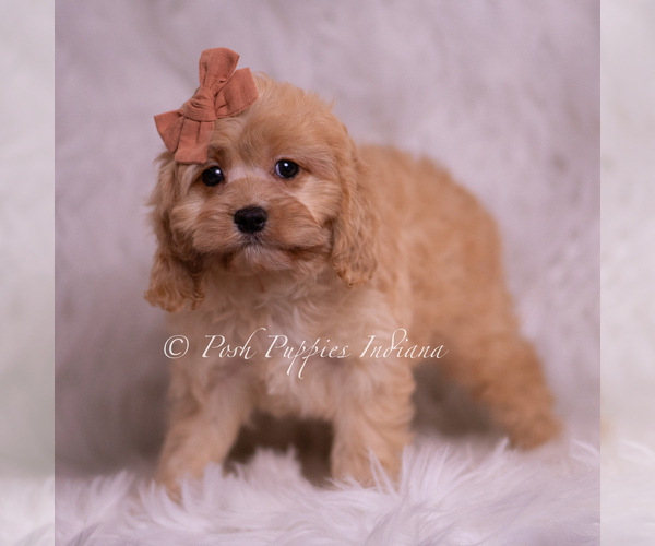 Medium Photo #4 Cavapoo (Miniature) Puppy For Sale in WARSAW, IN, USA