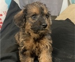Puppy 5 Dachshund-Poodle (Toy) Mix