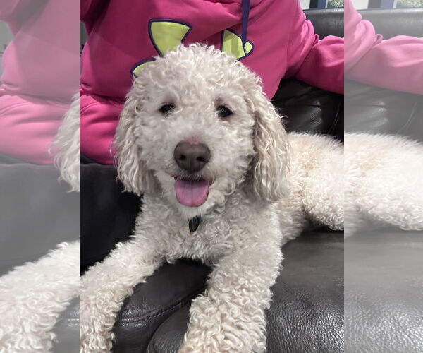 Medium Photo #17 Mutt Puppy For Sale in Sandy, UT, USA