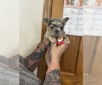 Puppy Grumpy French Bulldog