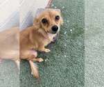 Small #4 Chihuahua Mix