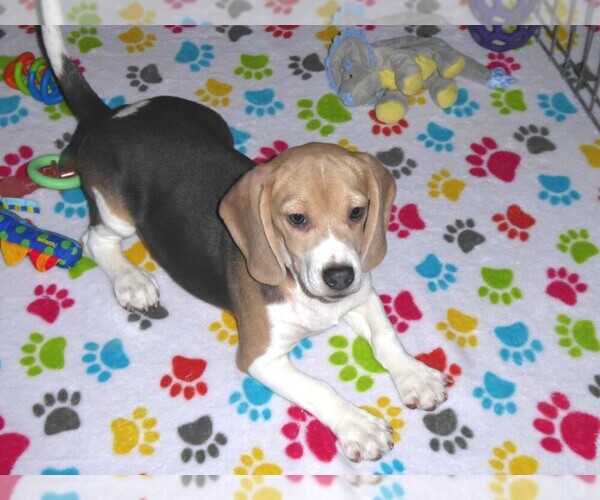 Medium Photo #9 Beagle Puppy For Sale in ORO VALLEY, AZ, USA