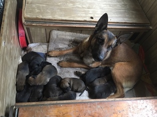 Belgian Malinois Puppy for sale in BLACK ROCK, AR, USA