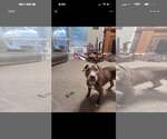 Small Photo #3 Mutt Puppy For Sale in Rowlett, TX, USA