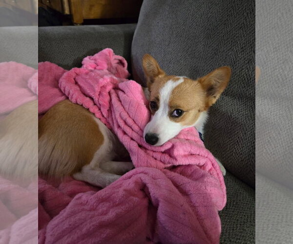 Medium Photo #2 Mutt Puppy For Sale in Denver , CO, USA