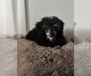 Poodle (Miniature) Puppy for sale in ELLENSBURG, WA, USA