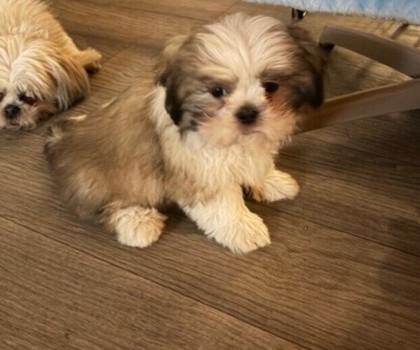 Medium Photo #1 Shih Tzu Puppy For Sale in S ZANESVILLE, OH, USA