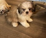 Small Shih Tzu