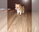 Small Photo #8 Morkie Puppy For Sale in LAPEER, MI, USA