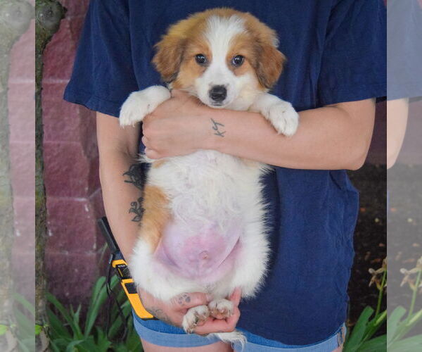Medium Photo #4 Australian Shepherd-Unknown Mix Puppy For Sale in Huntley, IL, USA