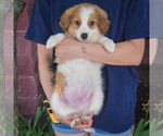 Small #3 Australian Shepherd Mix