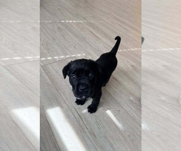 Medium Photo #2 - Mix Puppy For Sale in The Woodlands, TX, USA