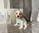 Small Photo #4 Cocker Spaniel Puppy For Sale in CANOGA, NY, USA