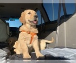 Small Photo #25 Golden Retriever Puppy For Sale in MERCED, CA, USA