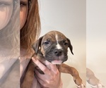 Small #16 American Pit Bull Terrier-Black Mouth Cur Mix