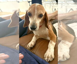 Puck - Male Beagle Dog for Adoption - Photo #3