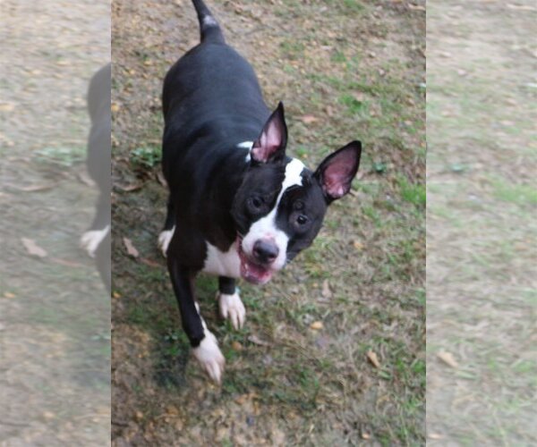 Medium Photo #2 American Bulldog Puppy For Sale in Jackson, MS, USA
