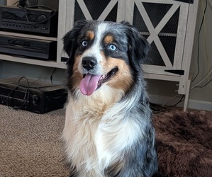 Father of the Australian Shepherd puppies born on 04/28/2025