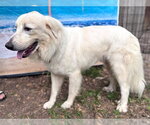 Small #17 Great Pyrenees