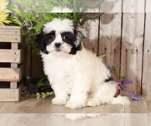 Mal-Shi Puppy for sale in MOUNT VERNON, OH, USA