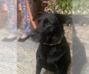 Mutt Dogs for adoption in Gulfport, MI, USA