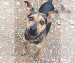 Small #1 Mutt