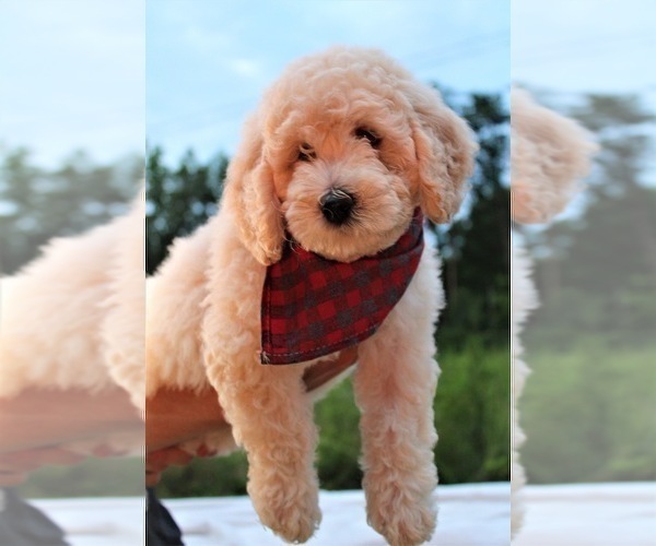 Medium Photo #38 Goldendoodle Puppy For Sale in TIMBERLAKE, NC, USA