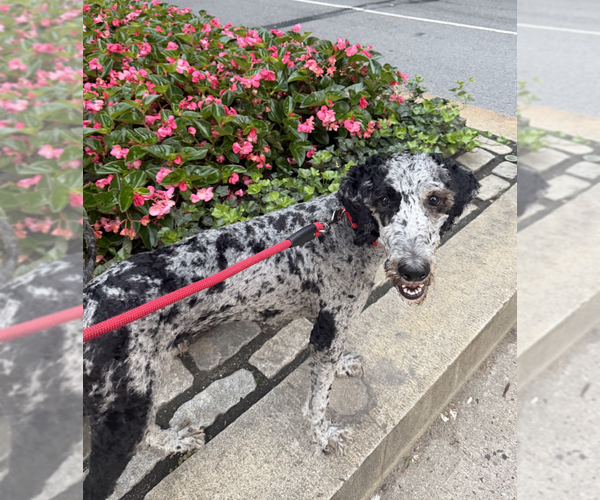 Medium Photo #3 Poodle (Standard)-Unknown Mix Puppy For Sale in Brooklyn, NY, USA